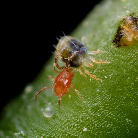 Biological Control