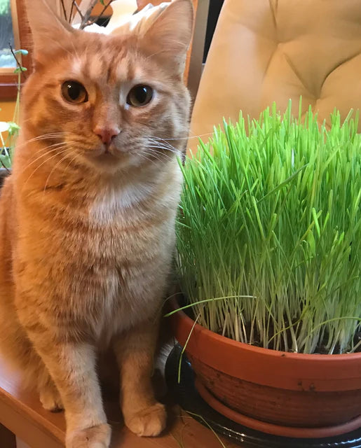 cat grass indoor plant CC100 Cat Grass – Hydro-Lite Hydroponics