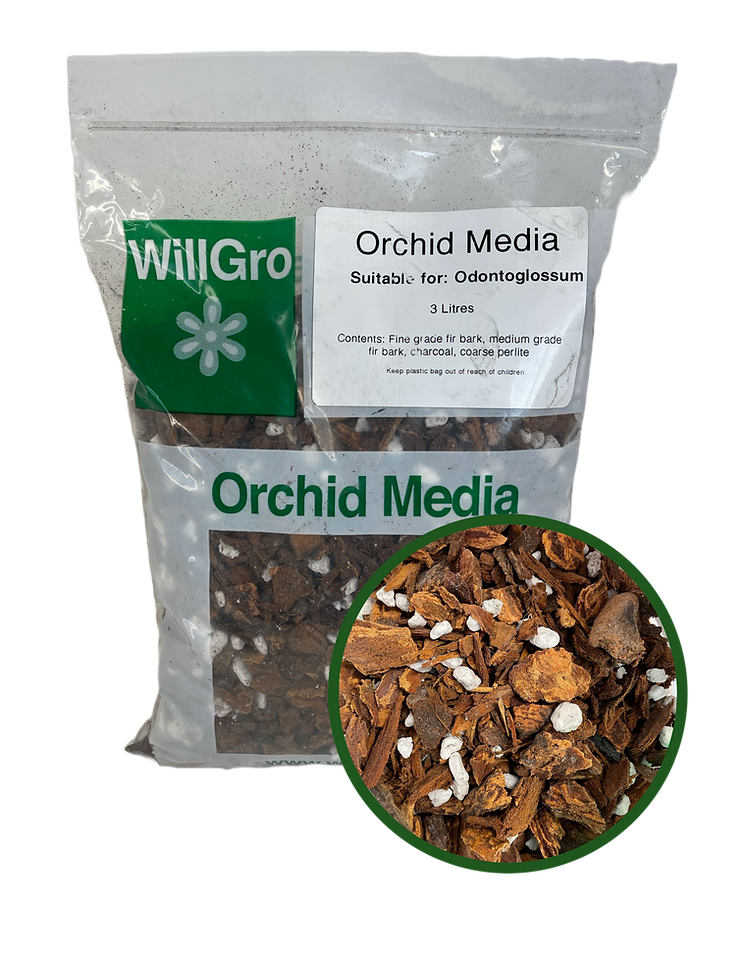 Willgro Odontoglossum Media 3L