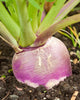TR810 Turnips Purple Top white Globe