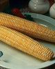 CN379 Corn Honey and Cream