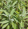 HR1132 Sage Salvia Officinalis