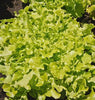 LT460 Lettuce Salad Bowl-Green