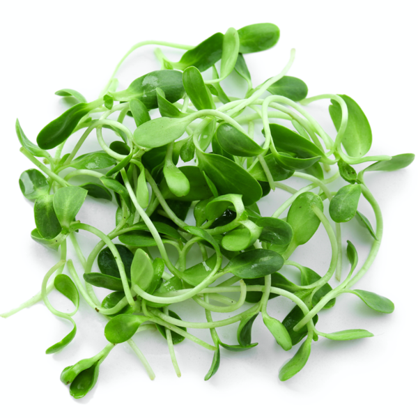 Mg760 Microgreens Fenugreek – Hydro-lite Hydroponics