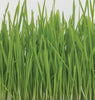 SS112 Wheat Grass Sprouts