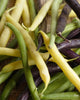 BN111 Bush Beans Tricolour Bean Blend