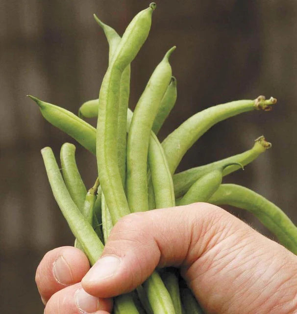 tn90 burley tobacco Northwest Seeds Providing nicotiana seeds for wholesale distributors and growers world wide Tobaccos Tobacco Seeds Grow Time