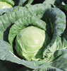 CB272 Tiara (Coated) Cabbage