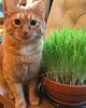 CC100 Cat Grass