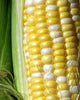 CN369 Peaches & Cream Corn