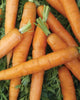 CR275 Little Fingers Carrots