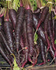 CR281 Carrots Purple Haze