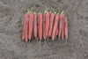 CR285 Red Sun Carrots