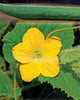 CU392 Tasty Green Cucumbers