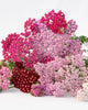 FL4067 Flowerburst Fruit Bowl Yarrow