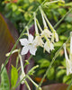 FL3014 Jasmine Tobacco Nicotiana