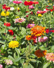 FL3486 California Giants Mix Zinnias