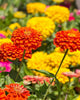 FL3503 Zinnias