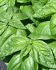 HR1035 Basil Lettuce Leaf