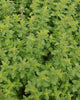 HR1116 Greek Oregano