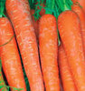 CR283 Carrots Bolero