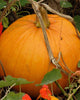 PU666 Pumpkin Jack of all Trade