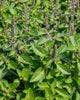 HR1023 Holy Basil