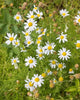 HR1057 German Chamomile