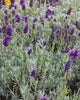 HR1096 Lavender Dwarf Munstead