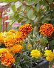 FL2948 Marigolds Brocade