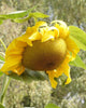 FL3275 Sunflowers Giganteus