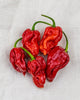 PP692 Trinidad Moruga Scorpion Pepper