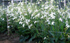 Ornamental Seeds Flowering Jasmine