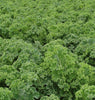 KL441 Starbor (Coated) Kale