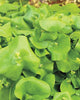 MS480 Wild Greens Miner's Lettuce Claytonia