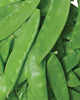 PE598 Oregon Sugar Pod ll Snow Peas