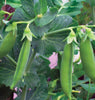 PE605 Shelling Peas Little Marvel