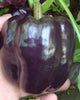 PP621 Purple Beauty Peppers