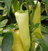 PP648 Hungarian Hot Wax Peppers