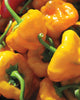 PP652 Scotch Bonnet