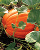 PU669 Big Max Pumpkins