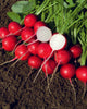 RD679 Rover Radish