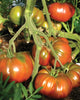 TM794 Black Krim Tomatoes