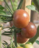 TM821 Black Cherry Tomatoes