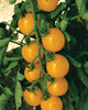 TM859 Sweet Gold Tomatoes