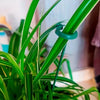 Orchid Support Stakes