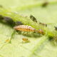Beneficial Chrysopa (Lacewing)