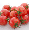 TM834 Pink Bumble Bee Tomatoes Organic