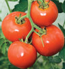 TM820 Tomatoes Manitoba