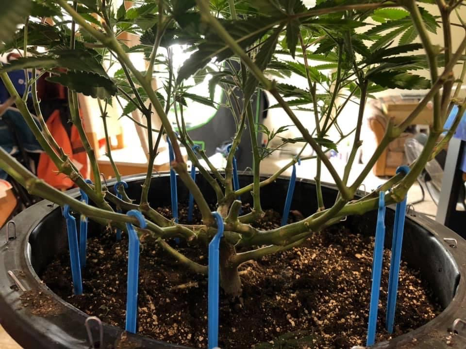 low stress training pot plants Lo Stress Training Spikes Standard – Hydro-Lite Hydroponics